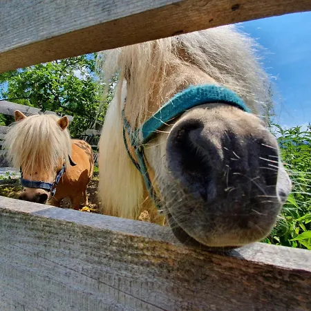 Grubhof מלון דירות 4*