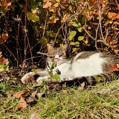 מלון דירות Grubhof אלמאו