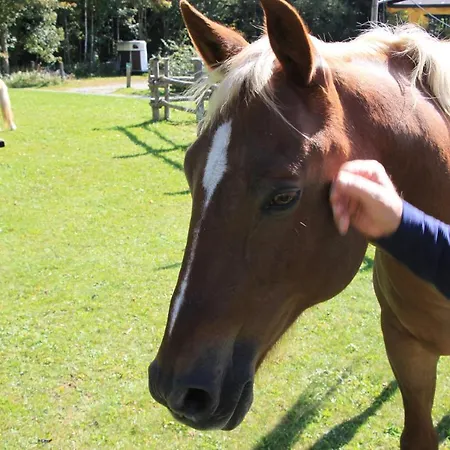 Grubhof 4* אלמאו