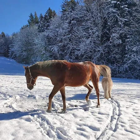 Grubhof מלון דירות אלמאו